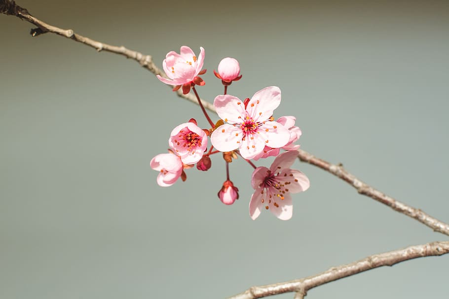 Flower, Spring, Nature, spring flower, pink, fragility, pink color HD wallpaper