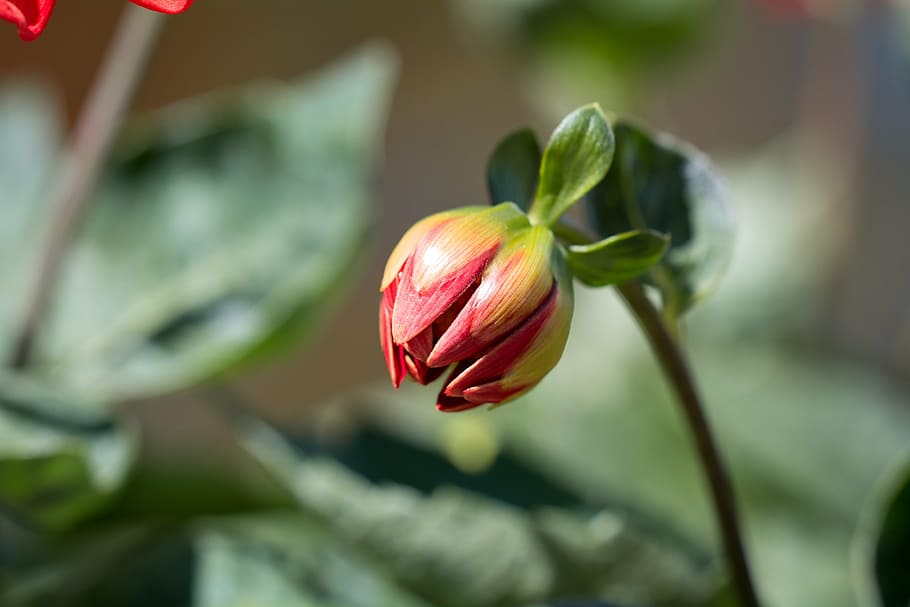 bud, flower, orange, summer, garden, in the garden, plant, nature HD wallpaper
