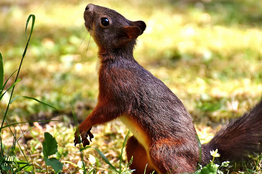 brown squirrel on ground, cute, animal, nager, nature, garden HD wallpaper