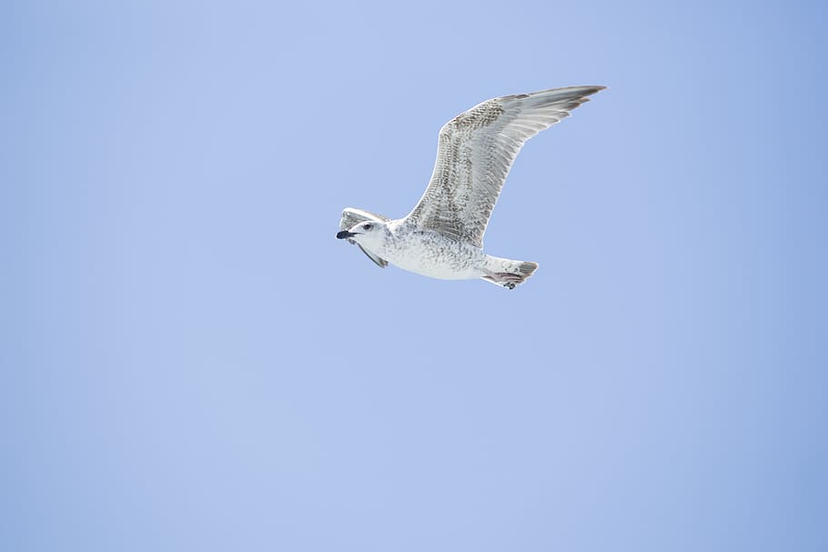 bird, seagull, environmental, birds, nature, animal, gulls HD wallpaper