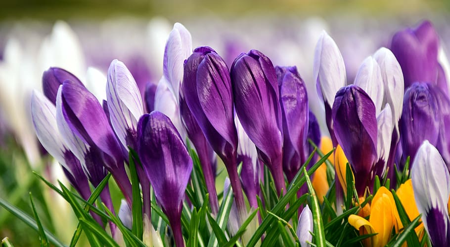 selective focus photography of purple petaled flowers, crocus HD wallpaper