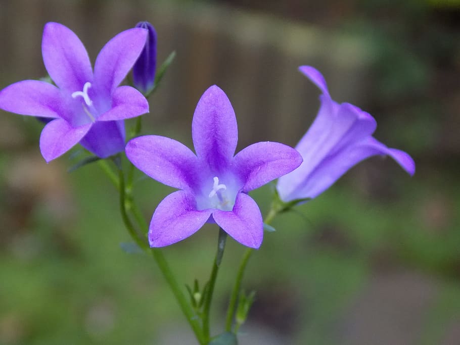 Violet, Violaceae, Flower, fragility, petal, nature, plant HD wallpaper