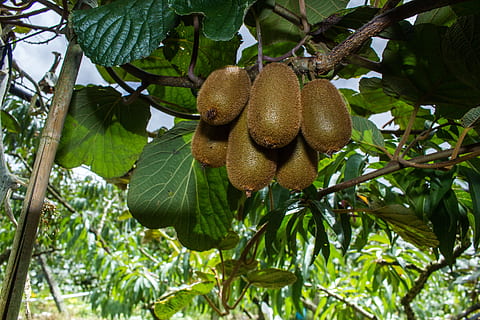 kiwi, trees, orchard, fruit, plant, food, healthy eating, low angle view HD wallpaper