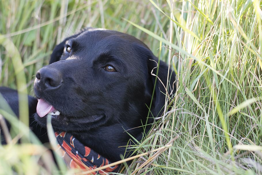 dog, nature, cute, one animal, animal themes, pets, canine HD wallpaper