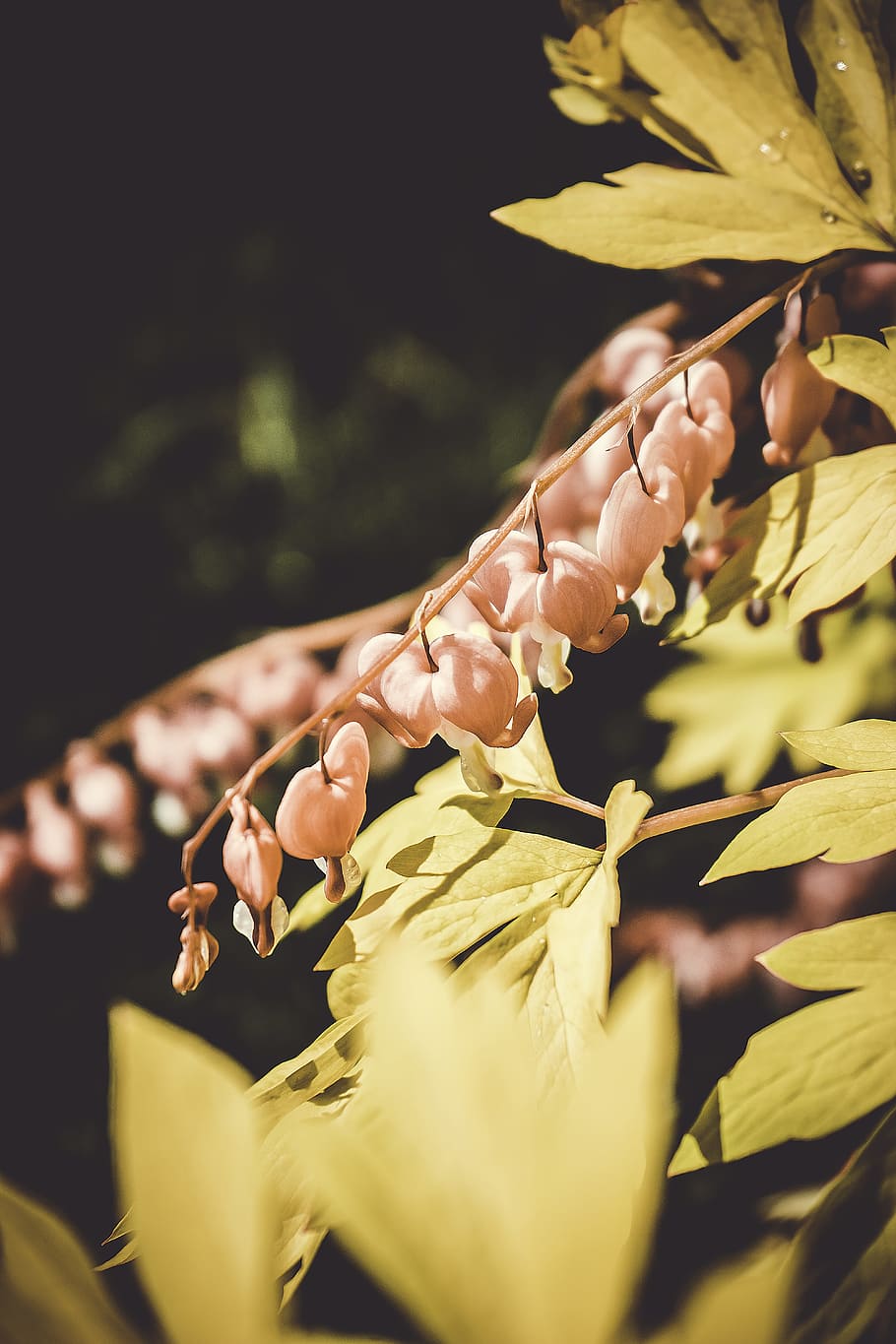 selective focus photography of pink flowers, shallow focus of white flower HD wallpaper