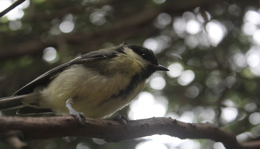 bird, tit, garden, nature, summer, animal themes, animals in the wild HD wallpaper