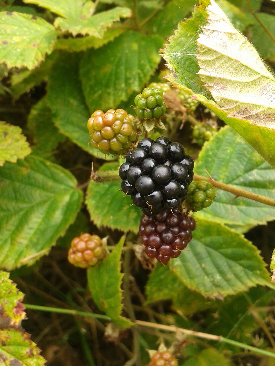 blackberry, berries, fruit, bush, blackberries, unripe berries HD wallpaper