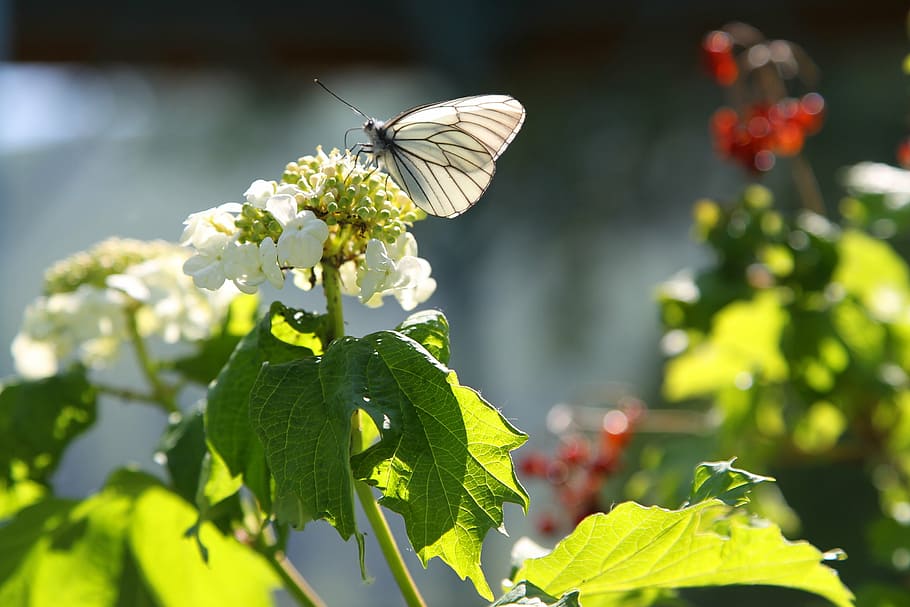 butterfly, viburnum, summer, insect, nature, butterfly - Insect HD wallpaper