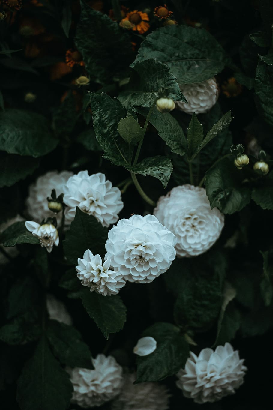 Forde Abbey, close-up photography of white dahlia flowers, petal HD wallpaper