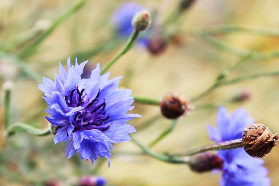 selective focus photography of purple cornflower, blue, blossom HD wallpaper