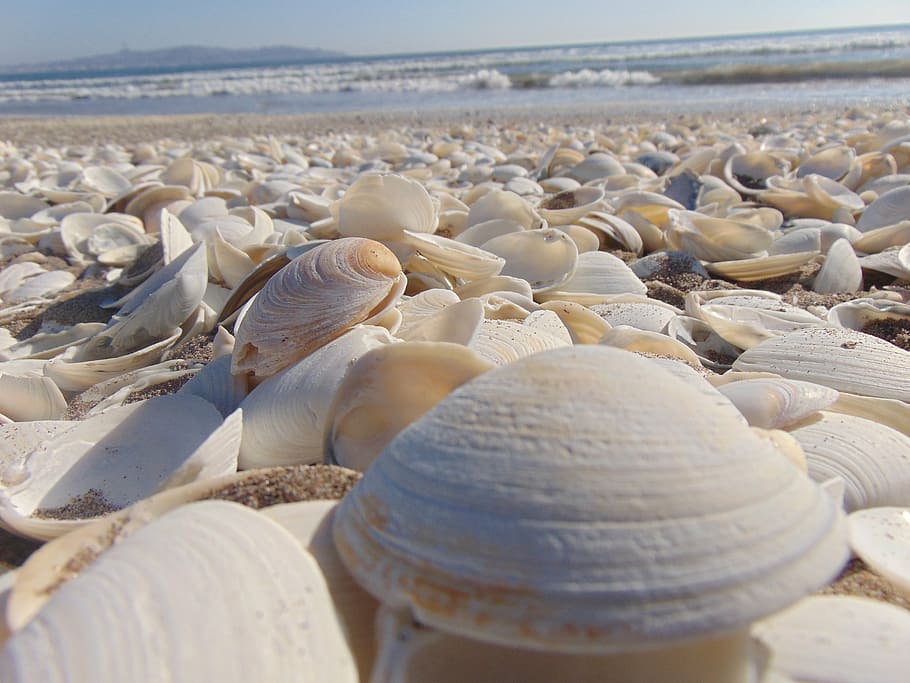 beach, clams, sea, shells, land, water, sand, no people, day HD wallpaper