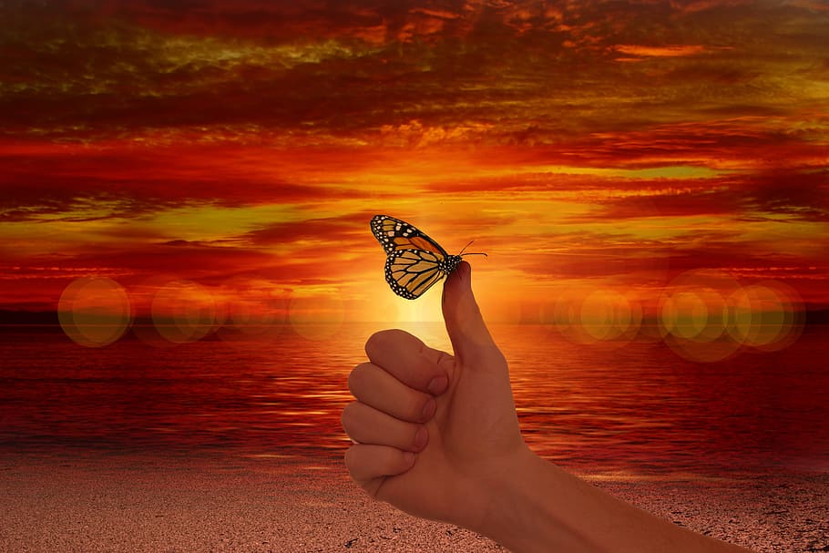 butterfly on person's thumb, like, ease, wellness, affection HD wallpaper