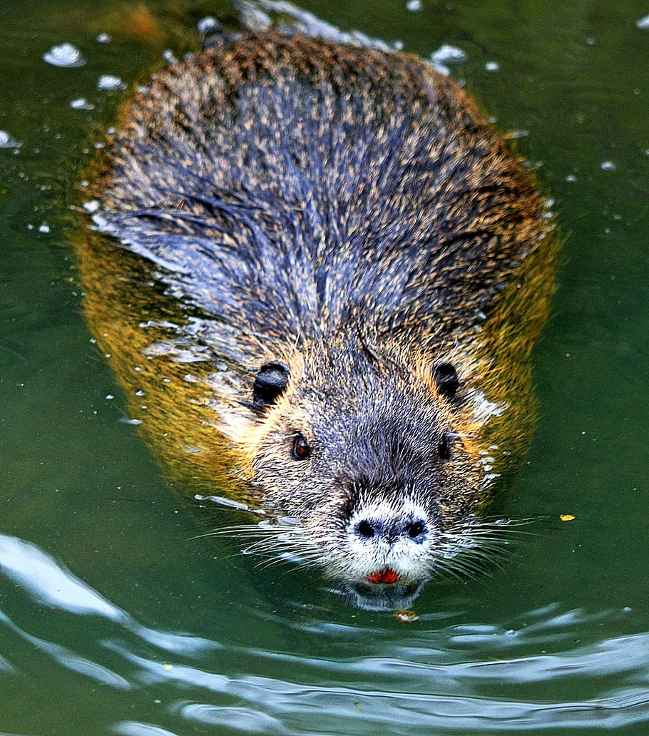 nutria, rodent, coypu, animal wildlife, animal themes, one animal HD wallpaper
