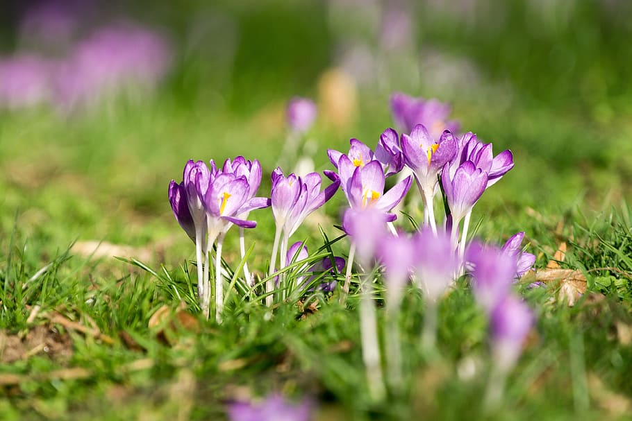 Crocus, Isolated, Bokeh, Meadow, Spring, grass, nature, purple HD wallpaper