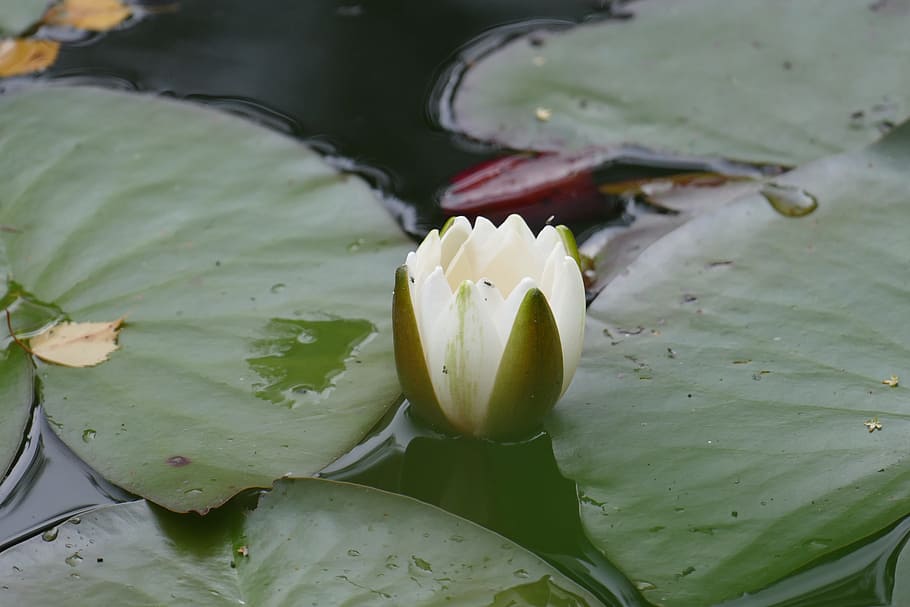 Close, Water Lily, Blossom, Bloom, Pond, white, leaves, raindrop HD wallpaper