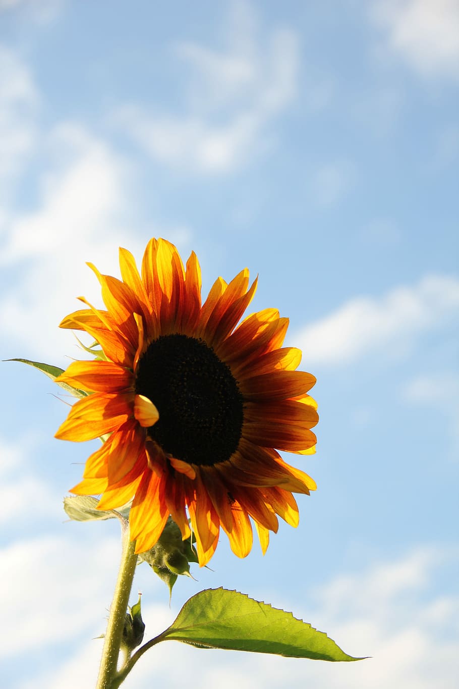 sun flower, sky, summer, close, nature, yellow, blue, agriculture HD wallpaper