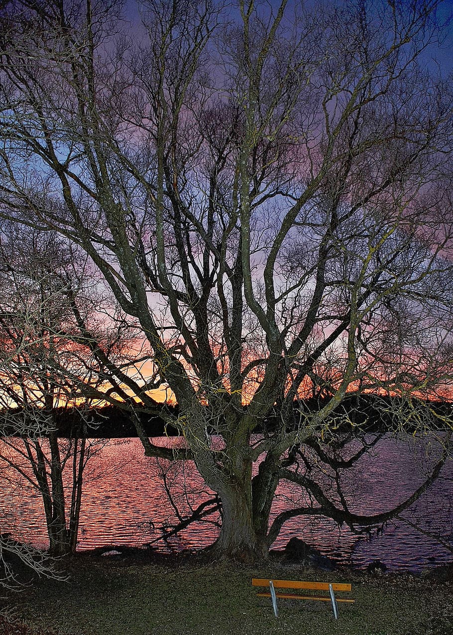Sunset, Orange, Sunny, Cloud, branches, winter, see, reflection HD wallpaper