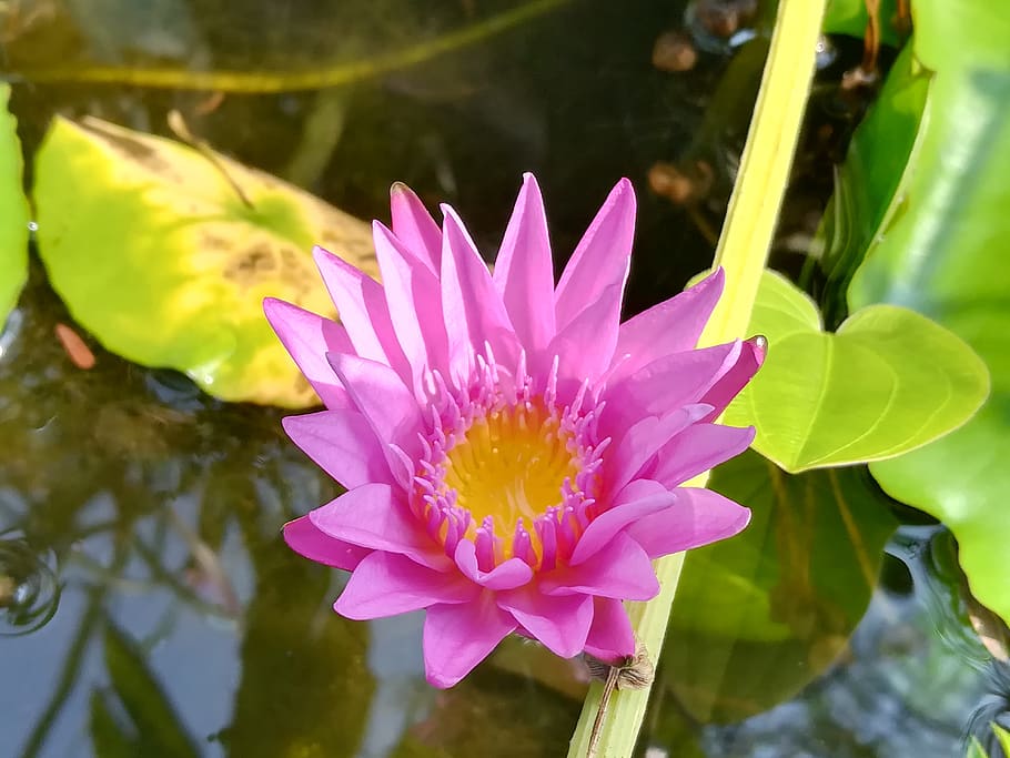 flowers, pink, flowering plant, beauty in nature, vulnerability HD wallpaper