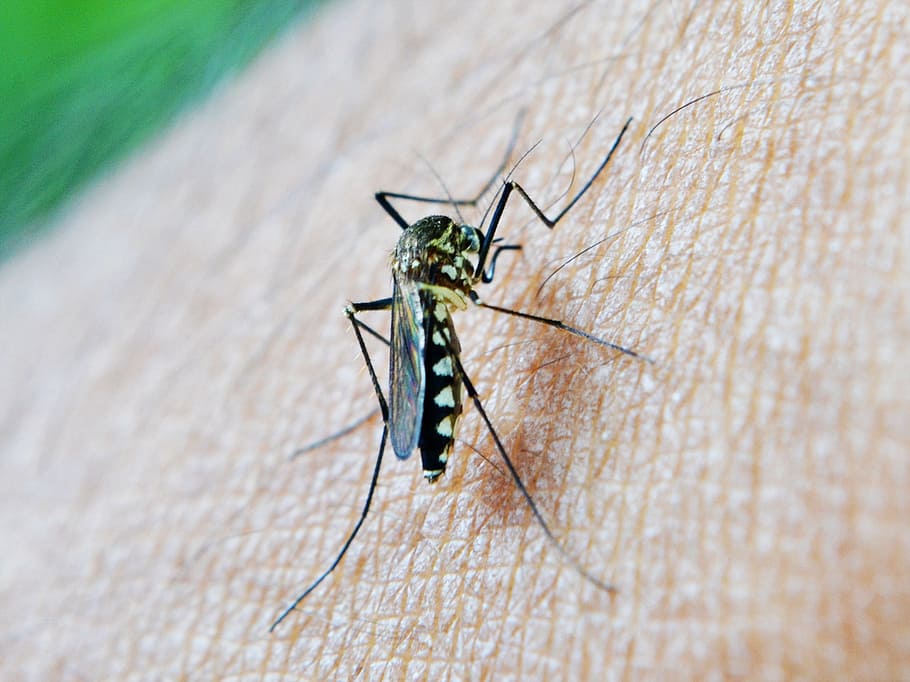 black and white mosquito close-up photography, bite, decease HD wallpaper