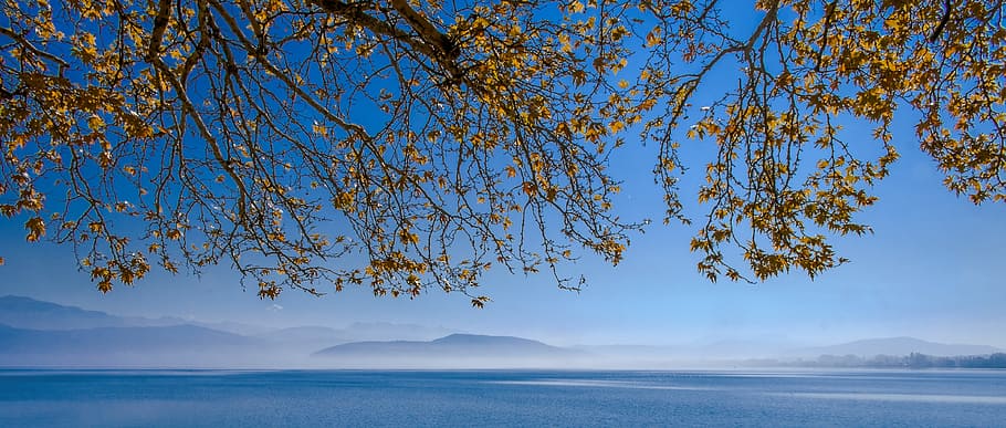 photo of yellow petaled flowers near body of water, lake, tree HD wallpaper