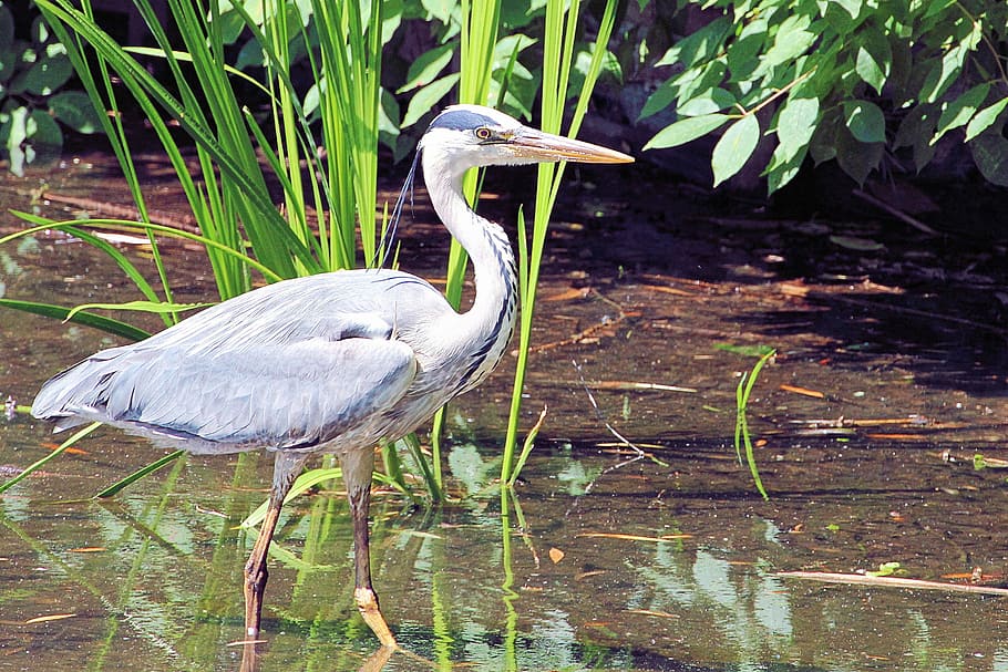 Grey Heron, Eastern, Bird, Water, plumage, intervention, nature HD wallpaper