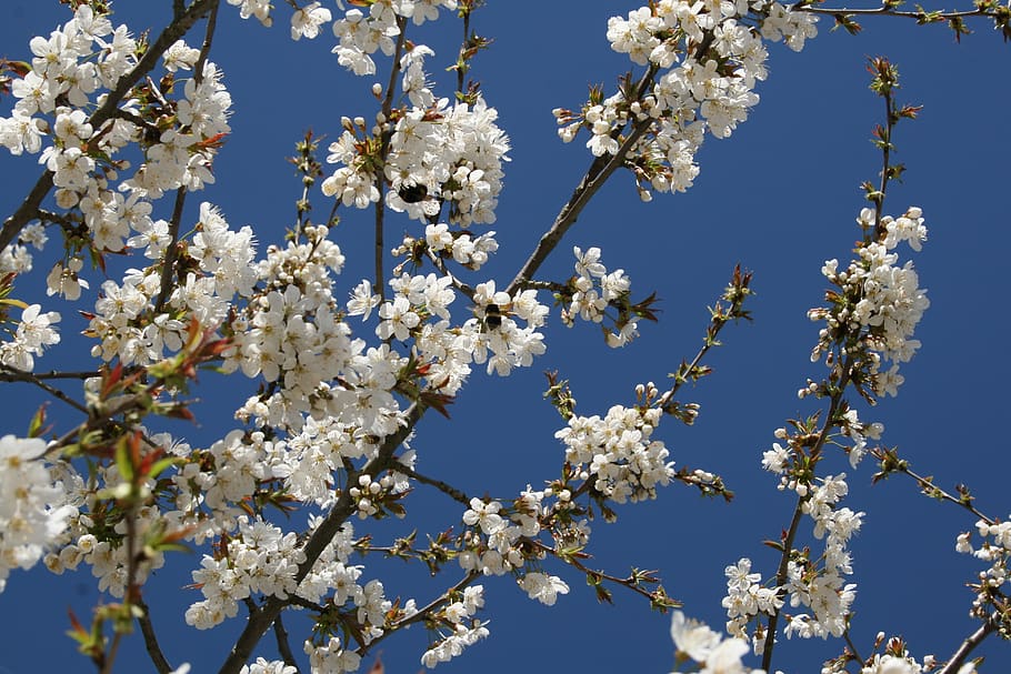 cherry, blossom, bloom, sky, spring, tree, cherry blossom, fruit tree HD wallpaper