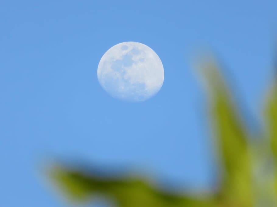 moon, fuzzy, branch, leaf, nature, sky, blue, outdoors, space HD wallpaper