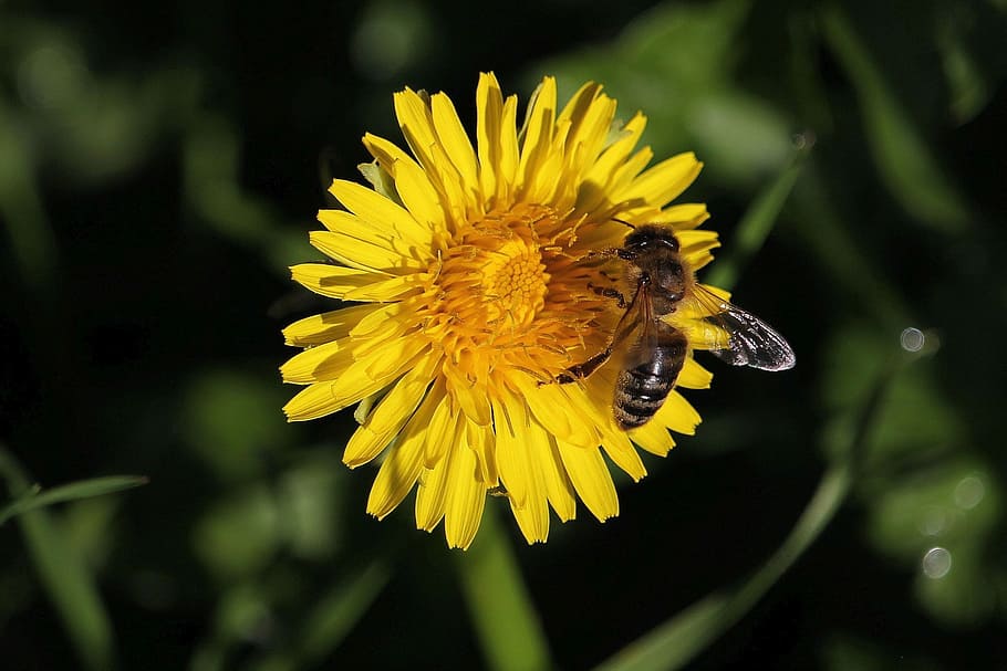 macro, honey bee, flower, flowering plant, yellow, insect, beauty in nature HD wallpaper