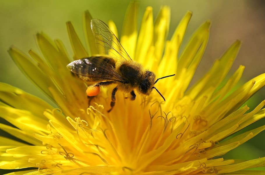 bee, pollen, spring, pollination, close, dandelion, flowering plant HD wallpaper