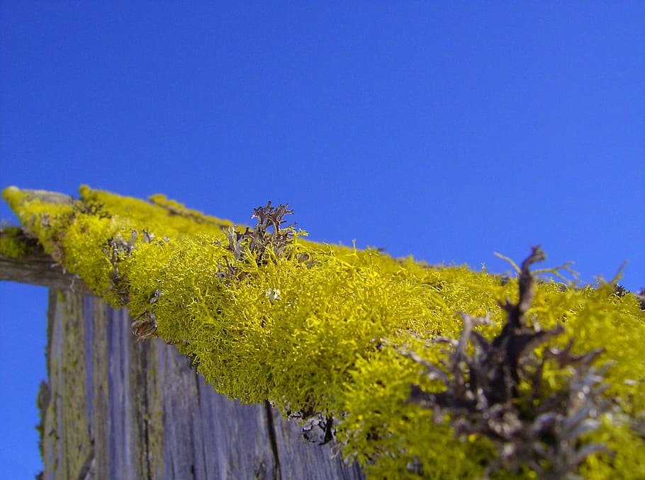 macro, nature, moss, close, roof, sky, green, weave, vegetation HD wallpaper