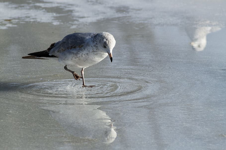 seagull, eating, ice, reflection, closeup, detail, bird, nature HD wallpaper