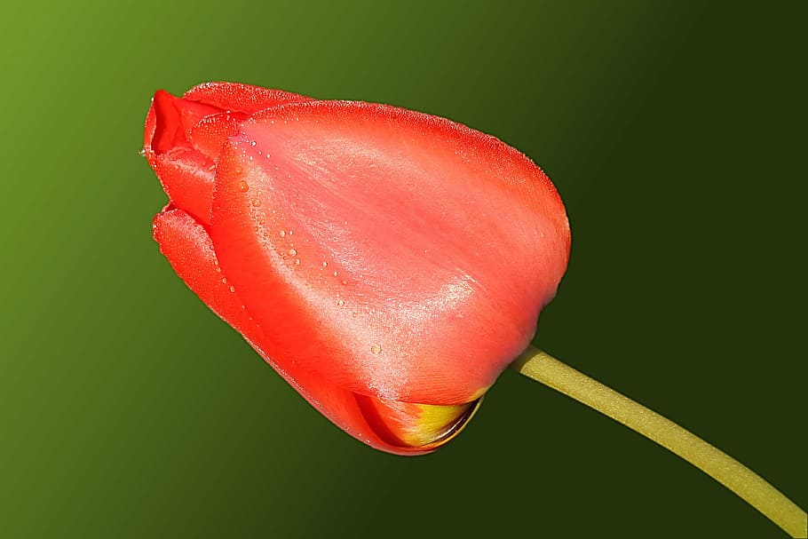 tulip, red, spring, nature, bloom, petal, flower, flower Head HD wallpaper