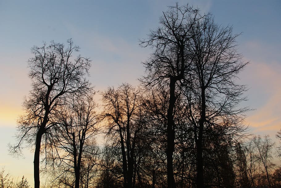 Sunset, Trees, Clouds, nature, bare tree, forest, no people HD wallpaper