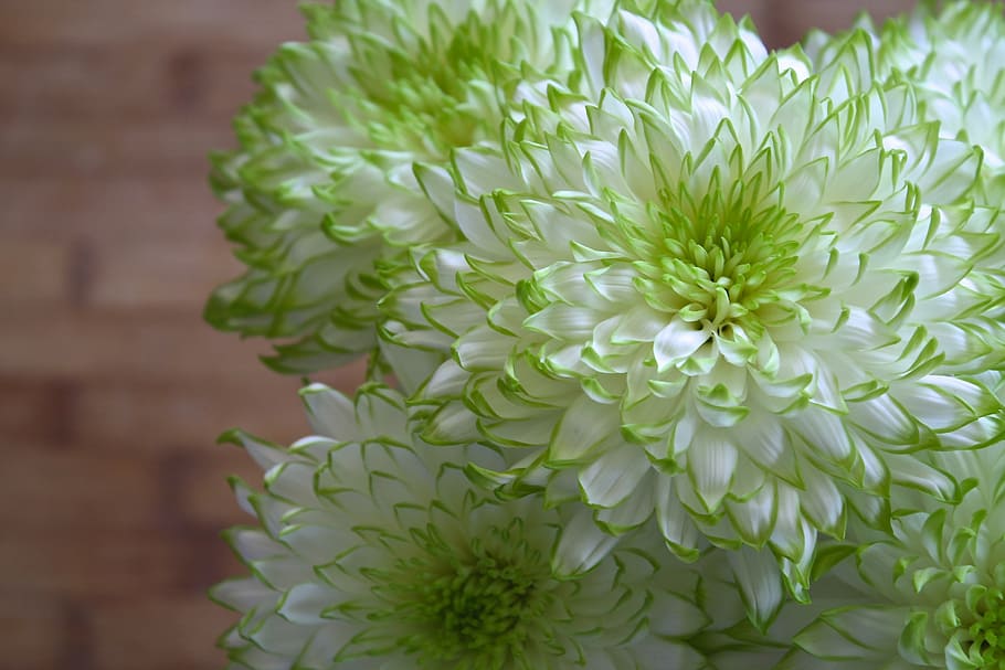 close-up photography of white-and-green petaled flowers, spring