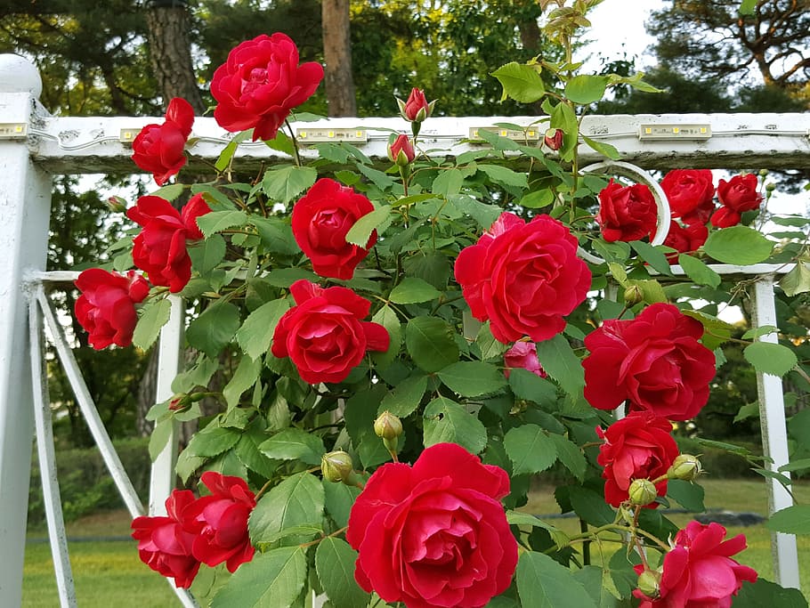 Tendrils Rose, Red Rose, rose - Flower, nature, plant, growth HD wallpaper