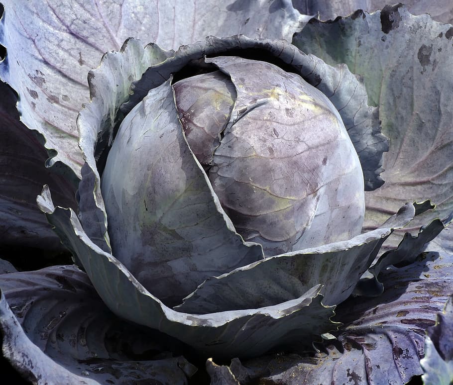 vegetables, red cabbage, blue cabbage, cauliflower, white cabbage, HD wallpaper