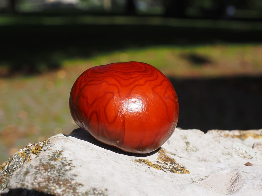 Chestnut, Grain, Brown, Fruit, Shine, buckeye, autumn fruit HD wallpaper
