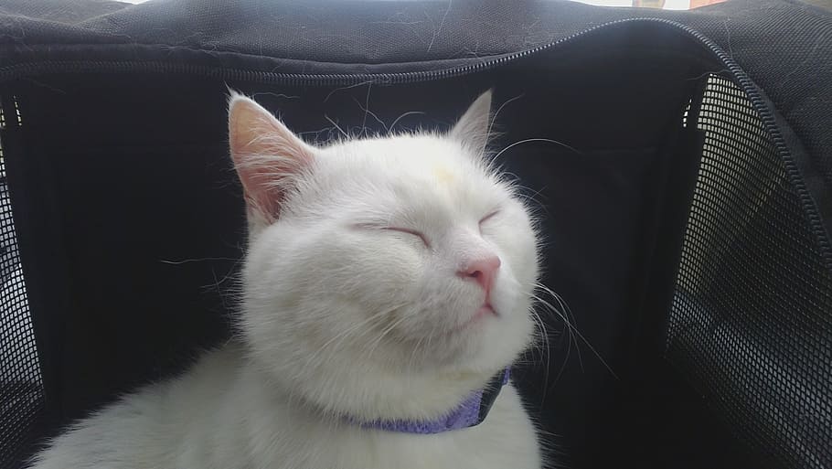 cat, white, enjoying, one animal, domestic animals, mammal HD wallpaper