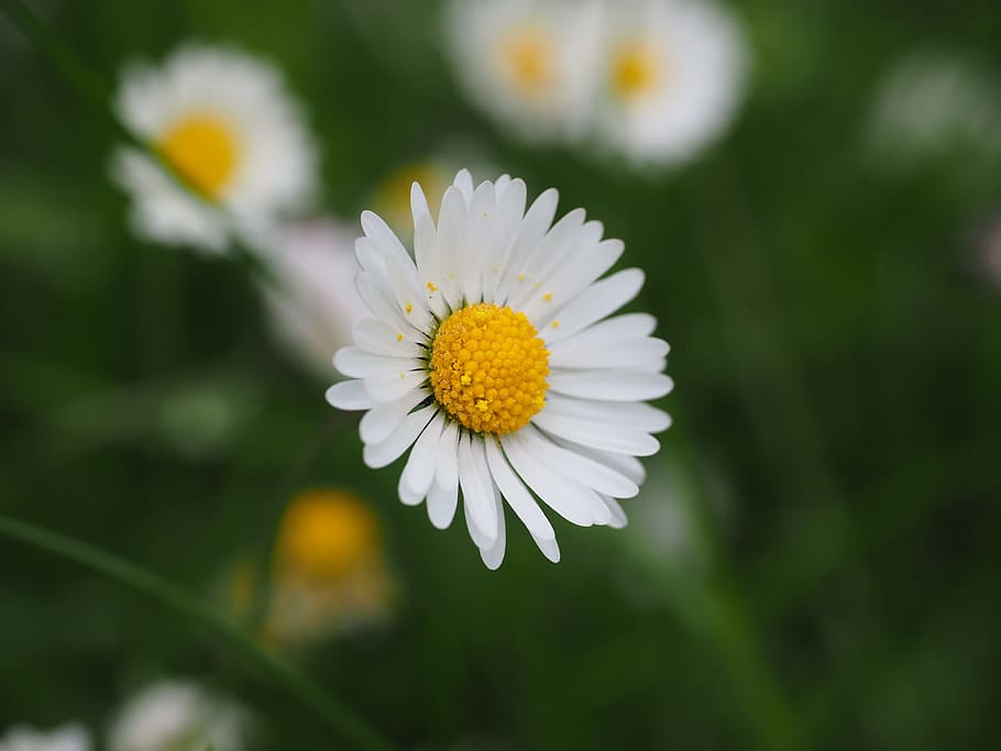 white and yellow flowering plant, daisy, blossom, bloom, bellis philosophy, HD wallpaper