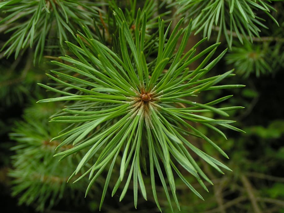 conifer, trees, green, leaves, branches, stems, greenery, pines HD wallpaper