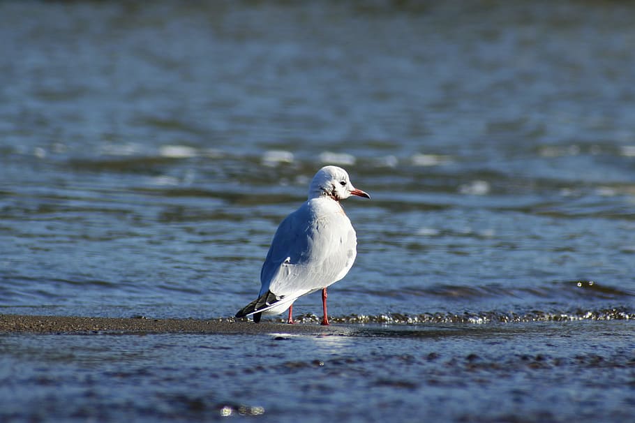 animal, river, sea, wave, beach, bird, wild birds, sea gull HD wallpaper