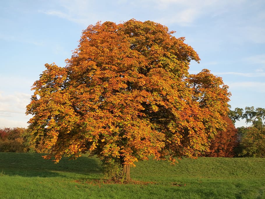 Tree, Autumn, Fall, Orange, horse chestnut, aesculus, hippocastanum, HD wallpaper