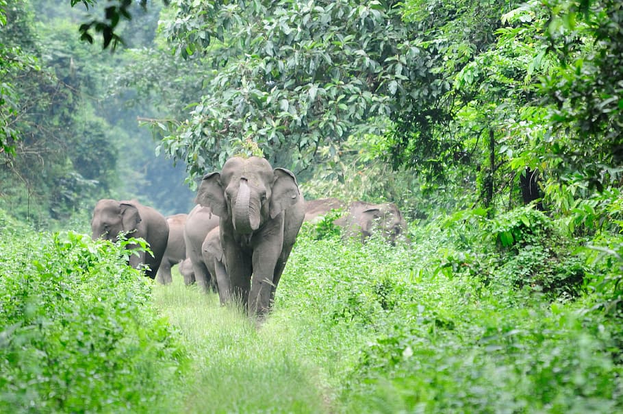 Elephant, Wild, Nature, Forest, India, fauna, wild life, animal