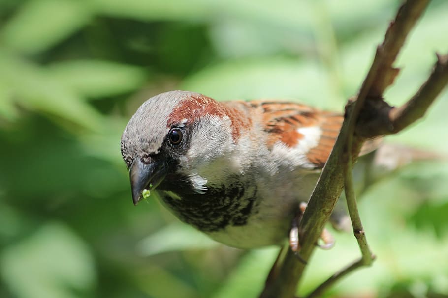 bird, close, sparrow, nature, animal, wildlife, close-up, beak HD wallpaper