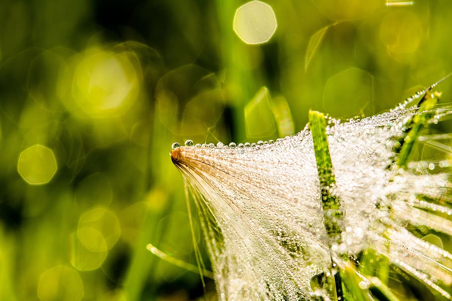 dewdrop, morgentau, thistle seed, drip, wet, drop of water HD wallpaper