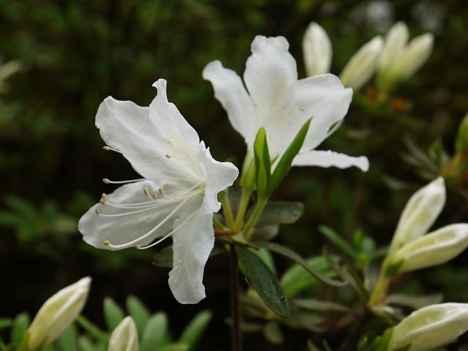 trees, green, plant, beauty in nature, flowering plant, growth HD wallpaper