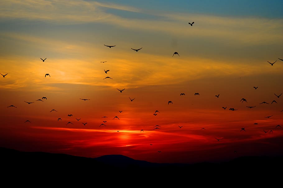 Flock of Birds Flying Above the Mountain during Sunset, dawn HD wallpaper