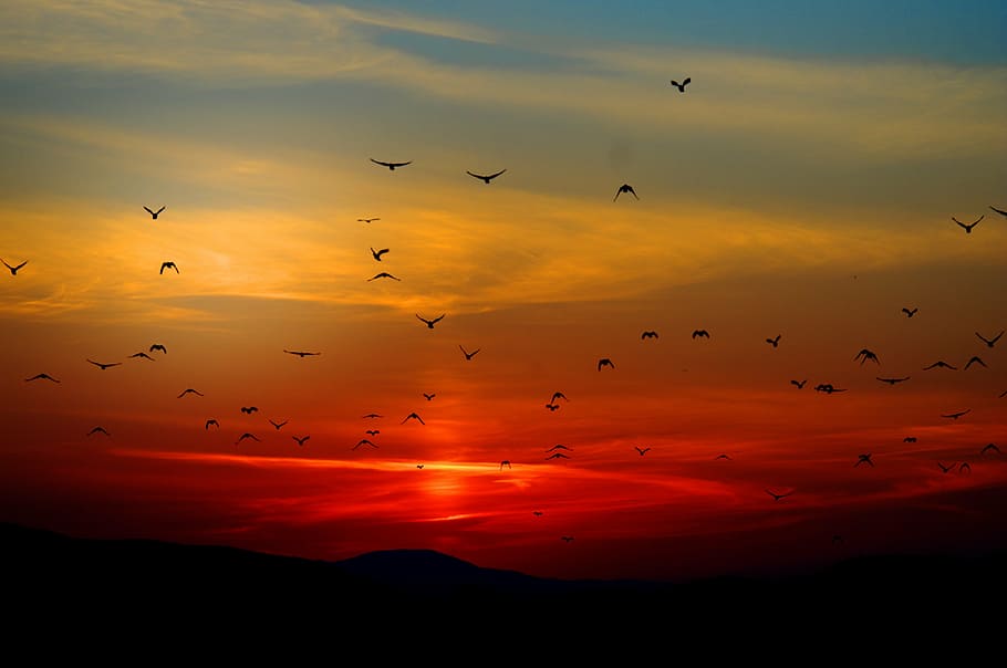 flock of silhouette of birds flying during sunset, sky, colorful HD wallpaper