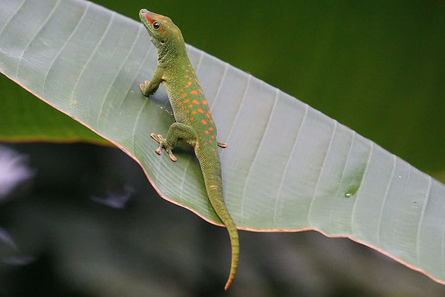 green lizard on banana leaf, Scale, Madagascar Day Gecko, one animal, HD wallpaper