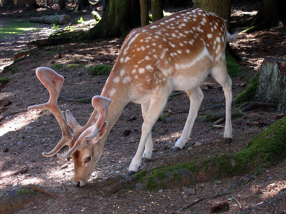 brown deer standing beside tree, roe deer, scheu, forest, wild HD wallpaper